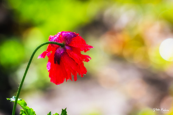 _DSC8515-Edit