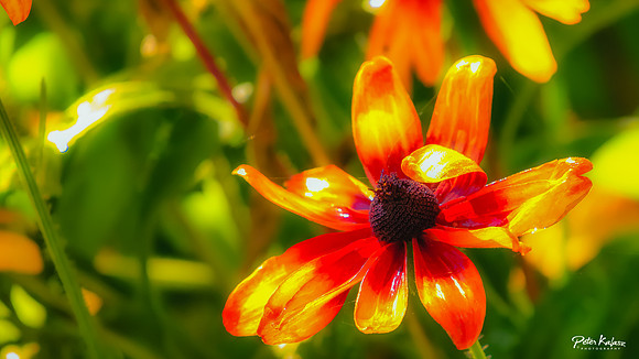 _DSC8519-Edit