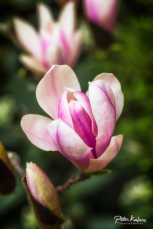 _DSC0040-Edit
