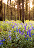 05-18-lupine forest 2