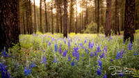 05-18-lupine forest 2