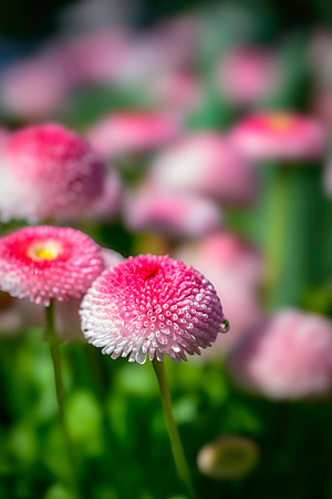 250512 _Z8D0504