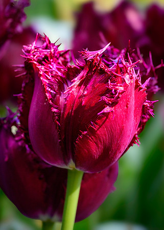 250512 _Z8D0517
