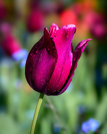 250512 _Z8D0497