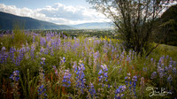 05-25-lupines