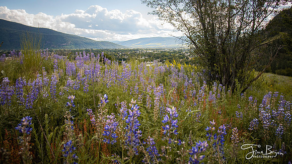 05-25-lupines
