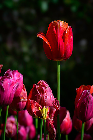 250512 _Z8D0509