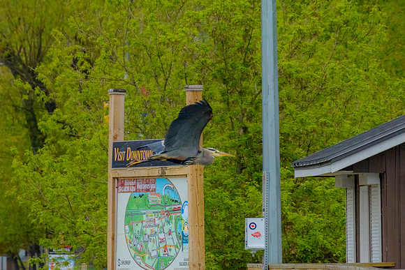 _DSC5888-Edit