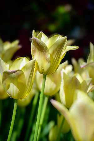 250512 _Z8D0508