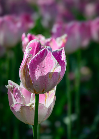 250512 _Z8D0516