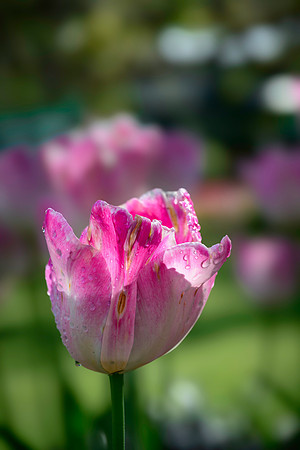 250512 _Z8D0514