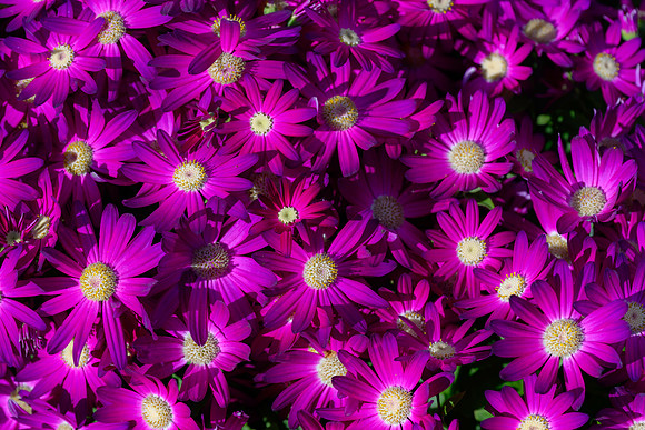 250512 _Z8D0484