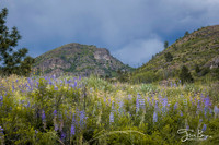 05-25-lupines-2