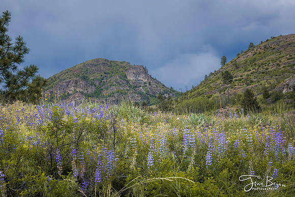 05-25-lupines-2