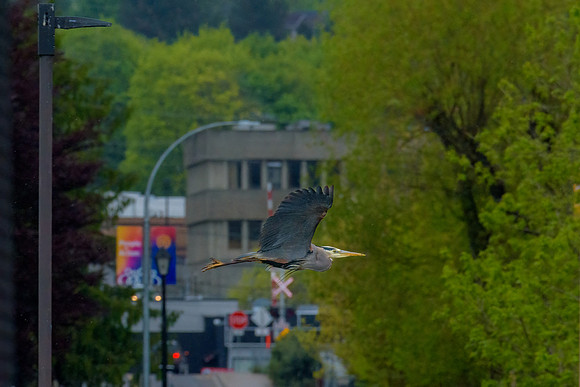 _DSC5887-Edit