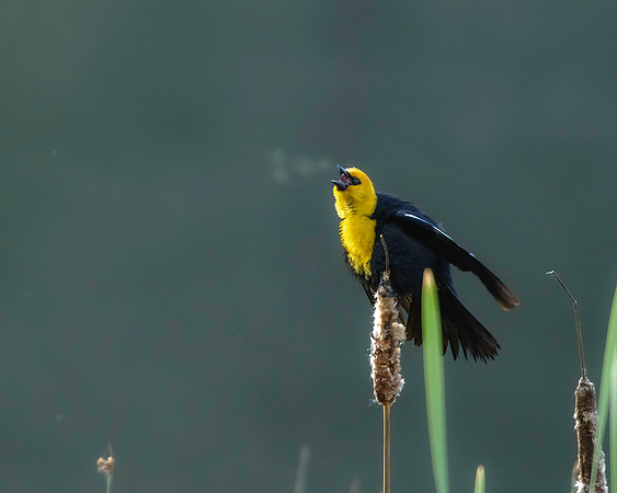 20230525-_DSC7701-Edit